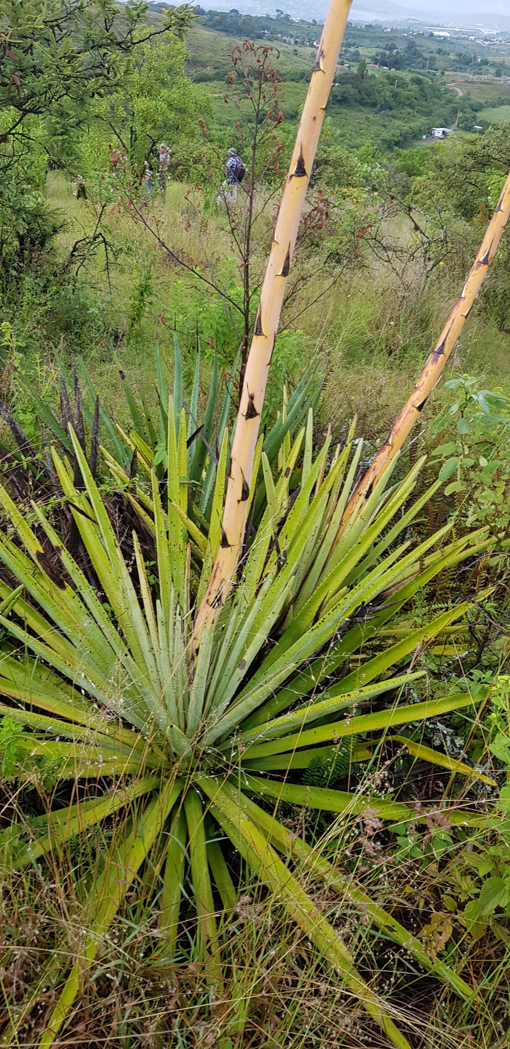 Agave rubescens Salm-Dyck 3