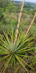 Agave angustifolia rubescens