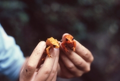 Incilius periglenes