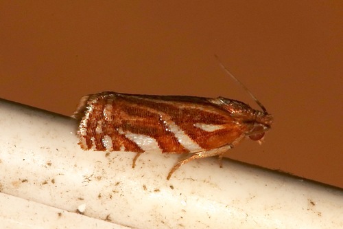 Choristoneura argentifasciata photo 3