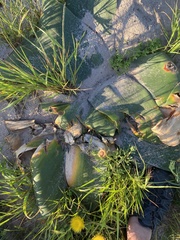 Brunsvigia orientalis