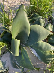 Brunsvigia orientalis