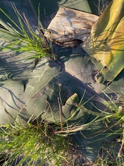 Brunsvigia orientalis