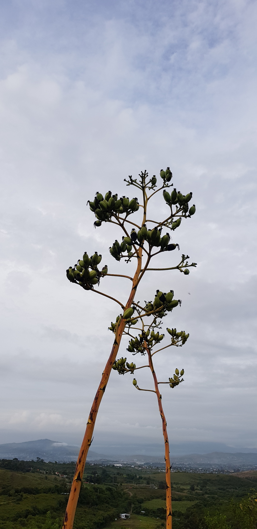 Agave rubescens Salm-Dyck 4