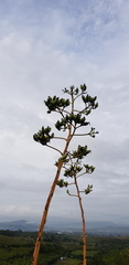 Agave angustifolia rubescens