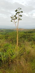 Agave angustifolia rubescens