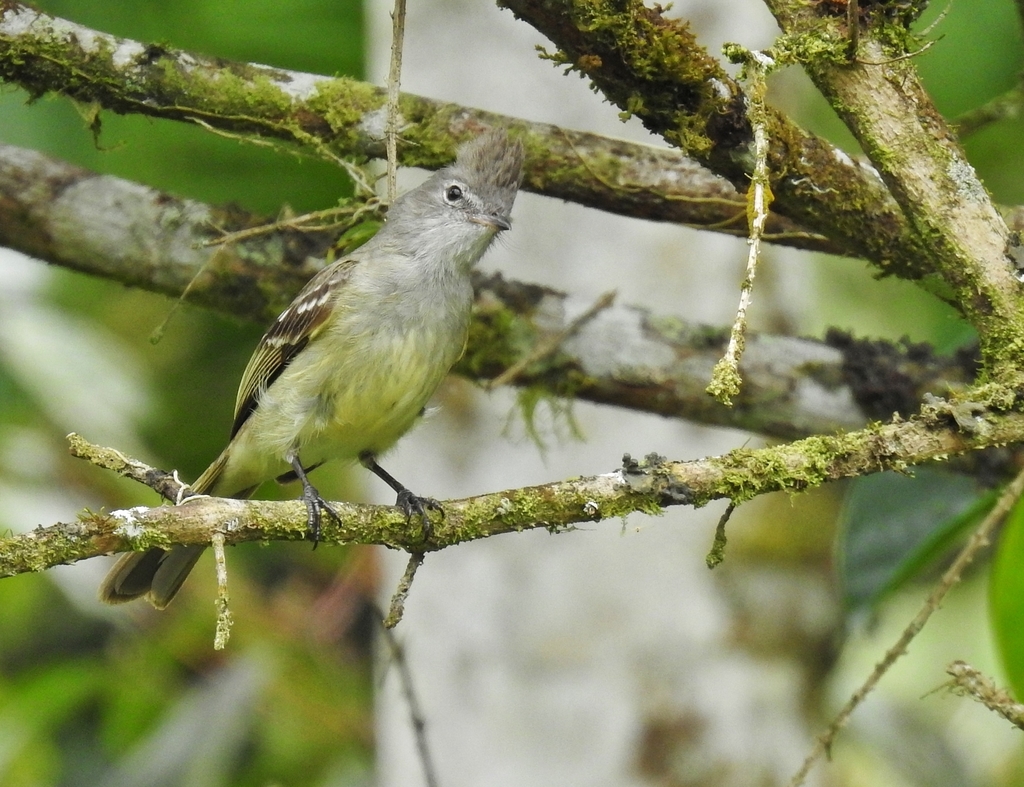 Elaenia flavogaster semipagana