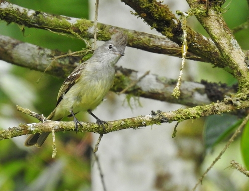 Elaenia flavogaster semipagana