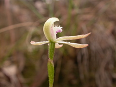 Caladenia ustulata