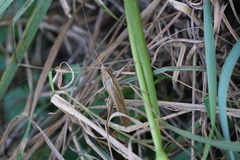 Neoconocephalus robustus