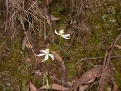 Caladenia ustulata