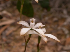 Caladenia ustulata