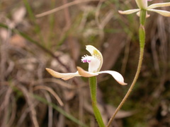 Caladenia ustulata