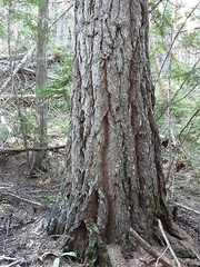 Larix occidentalis