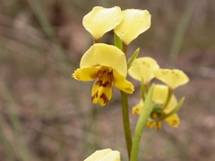 Diuris nigromontana