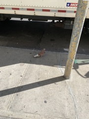 Columba livia domestica