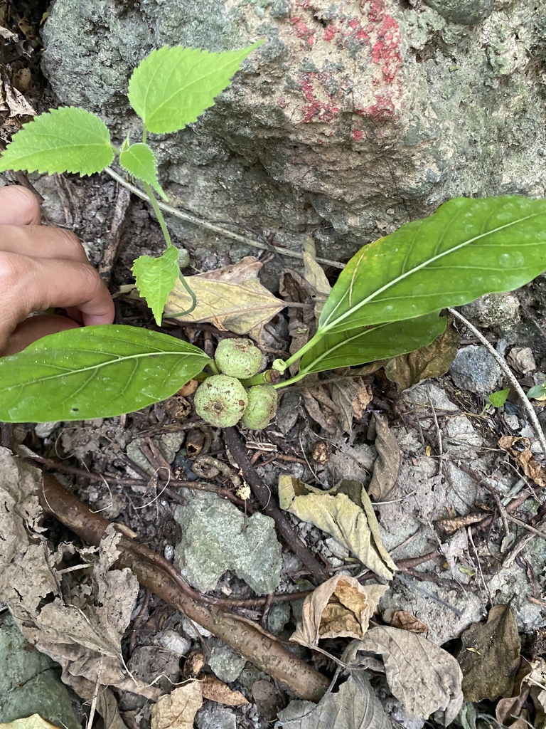 Hauili fig tree from 翠華路, TW on October 2, 2020 at 04:31 PM by bozhi ...