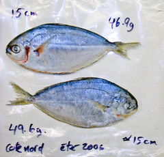 Peprilus triacanthus