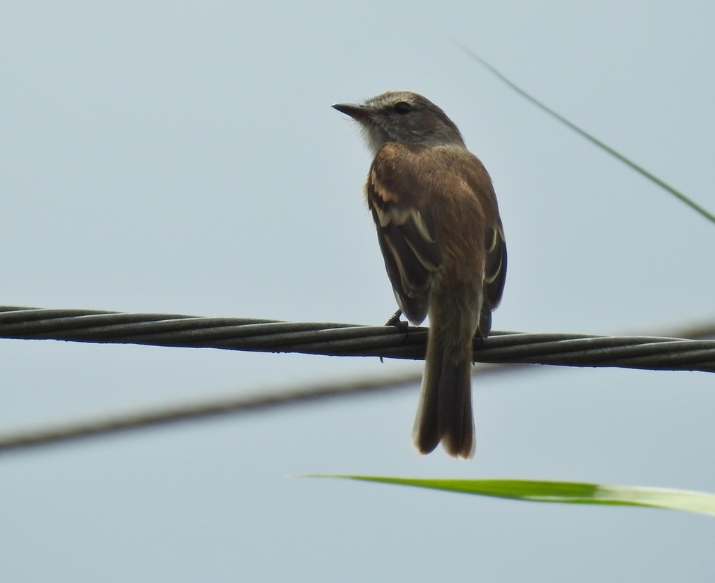Myiophobus crypterythrus