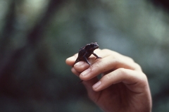 Incilius periglenes