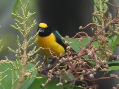 Euphonia minuta