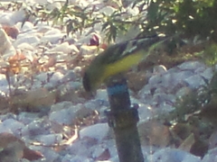 Spinus psaltria