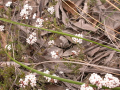 Leucopogon microphyllus