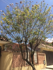 Tipuana tipu