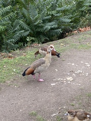 Alopochen aegyptiaca