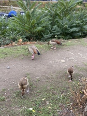 Alopochen aegyptiaca