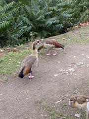 Alopochen aegyptiaca