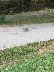 Sciurus carolinensis