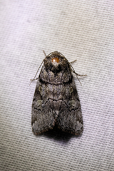Cosmia praeacuta