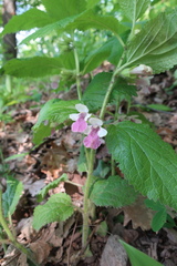 Melittis melissophyllum