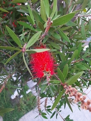 Melaleuca citrina