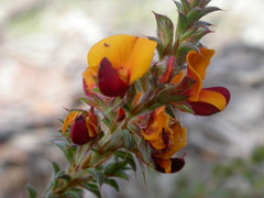 Pultenaea procumbens