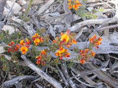 Pultenaea procumbens