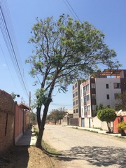 Jacaranda mimosifolia