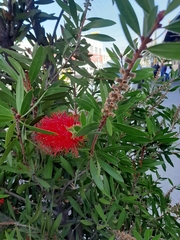 Melaleuca citrina