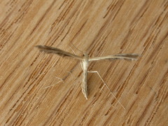 Stangeia xerodes