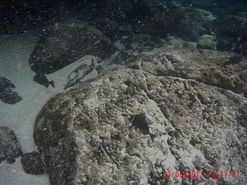 Prionurus biafraensis