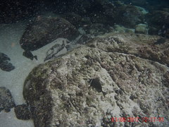 Prionurus biafraensis