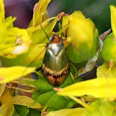 Nemophora dumerilella