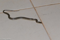 Helicops leopardinus