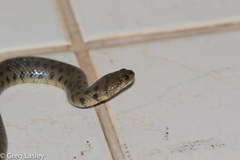 Helicops leopardinus