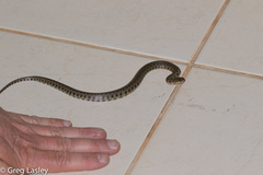 Helicops leopardinus