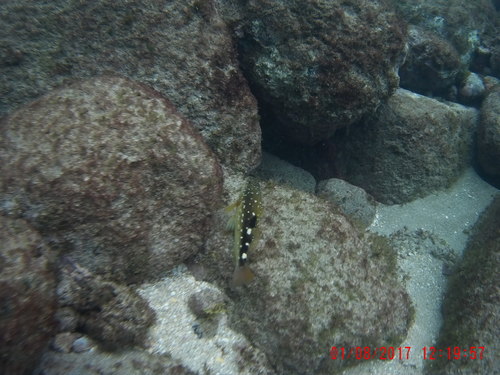 Cirrhitus atlanticus