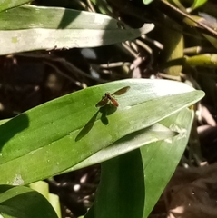 Ocyptamus fuscipennis
