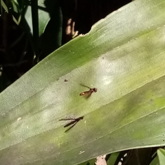 Ocyptamus fuscipennis