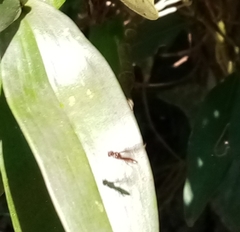 Ocyptamus fuscipennis